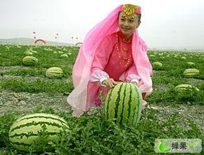 宁夏兴仁镇硒砂瓜免费吃,免费品尝大自然的馈赠”  第1张